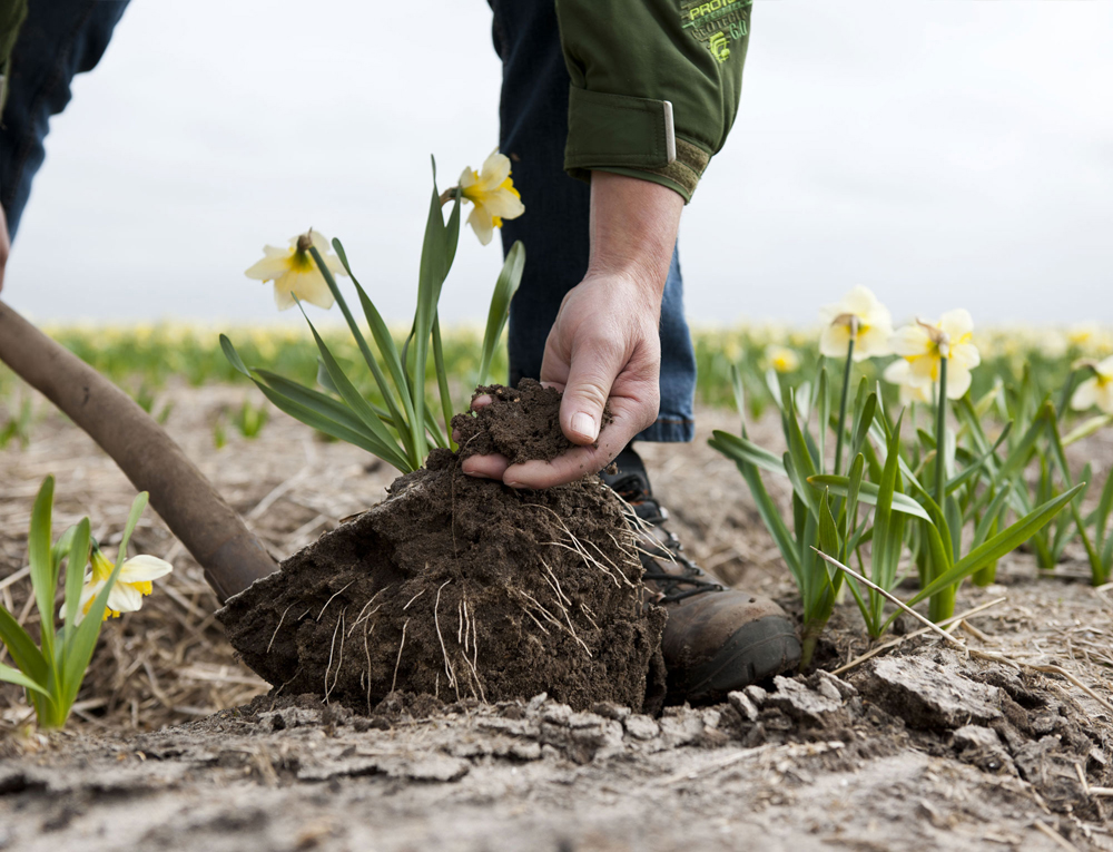 Bodem, leven onder je voeten
