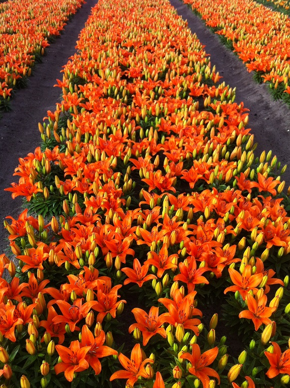 Bloeitijd van de lelies