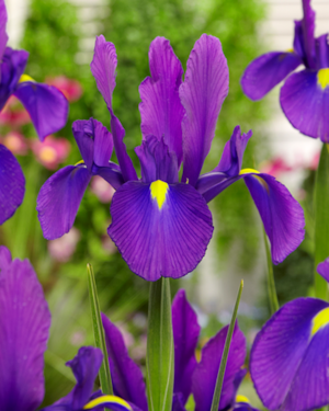 PurpleSensation