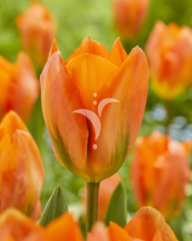 Orange Emperor