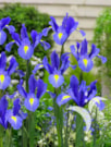 Sapphire Beauty