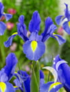 Sapphire Beauty