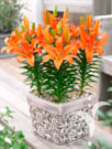 Orange Matrix®