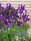 Purple Sensation