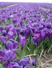 Flower Record