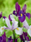 Purple Sensation