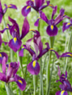 Purple Sensation