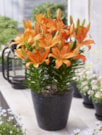 Orange Matrix®