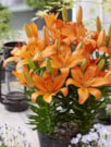 Orange Matrix®