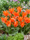 Orange Toronto