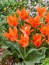 Orange Toronto
