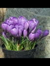Charente®