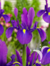 Purple Sensation