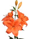 Dutch Passion®
