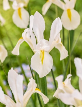 White Excelsior