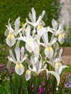 White Excelsior