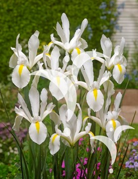 White Excelsior
