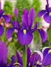 Purple Sensation