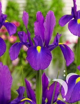 Purple Sensation