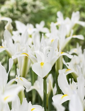 White Excelsior